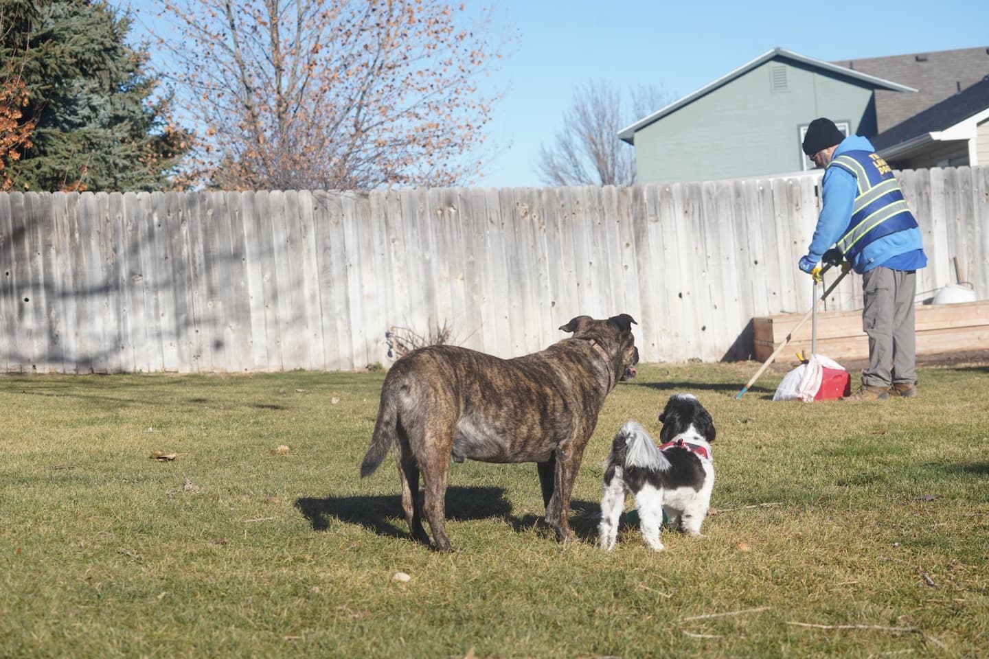 Two dogs standing in a fenced back yard while a Lawn Dogs technician in a branded jacket and hi-vis vest scoops behind them